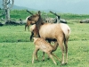 elk-cow-with-nursing-calf
