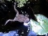 frog-in-pond