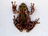 frog-on-wall