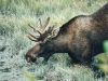 moose-bull-drinking