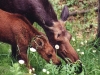 moose-n-calf-eating