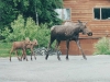 moose-with-twins