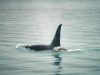 orca-whale