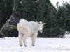rocky-mountain-goat