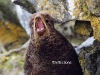 seal-fur-mouth-open