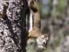 squirrel-going-down