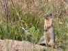 squirrel-golden-mantled-ground-1612