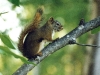 squirrel-on-branch