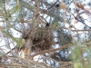 squirrels-nest