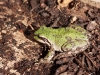 toad-green