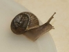 white-lipped-forest-snail